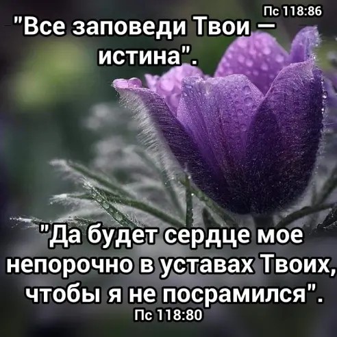 Пс118186 Все заповеди Твои да Будет сеЁдце мое непорочнов удавах Твоих ЧТОбЫ Я не ПОСРЗМИЛСЯ Пс118280