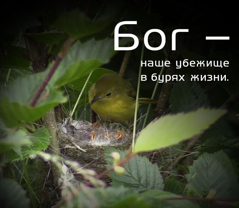 Бог наше убежище в бцрях жизни