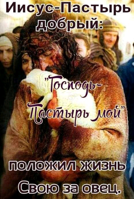 с Пастырь полажмп ЖИЗНЬ Свена овец
