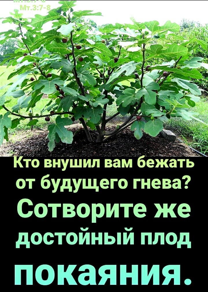 то внуіцил вам бежать от будущего гнева Сотворитеке достойный плод ПОКЗЯНИЯ