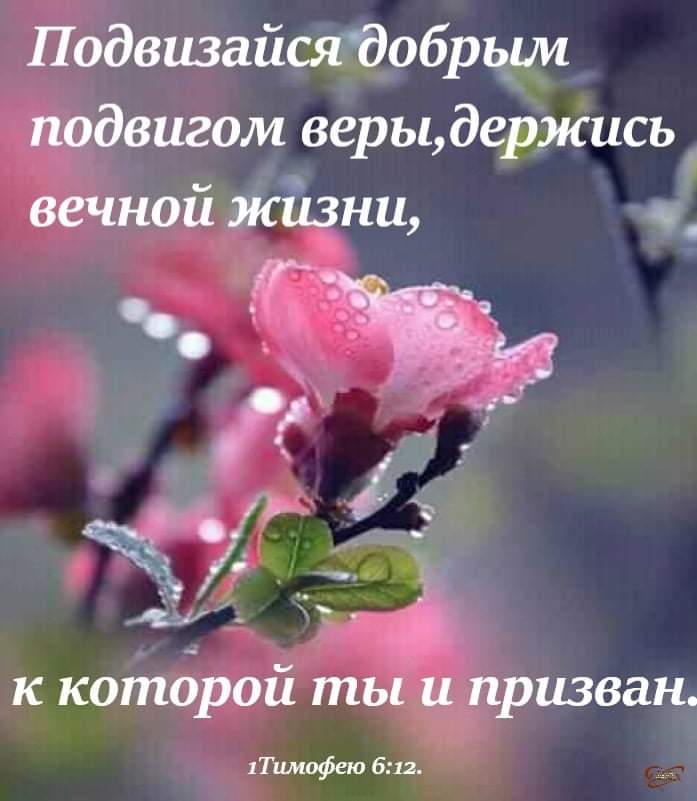 Подвизайсяйобрым подвигом верььдержись вечной жйёни к которой ты и призван 1Тимофею 612