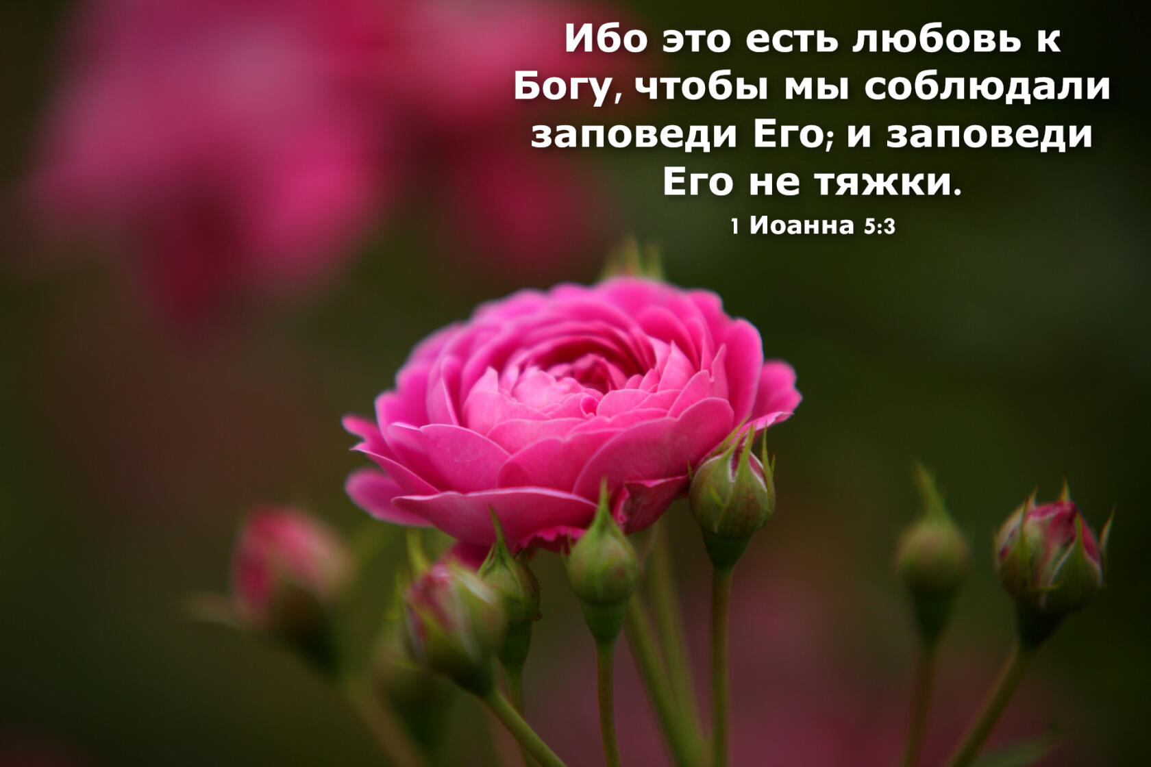 бо это есть любовь к чтобы мы соблюдали заповеди Ег0 и заповеди Его не тяжки _ 1 Иоанна 53 г _
