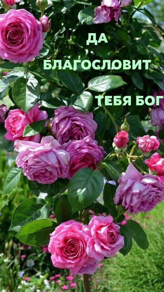 3 г, лораснаве а .  Да' . '  : уе э еа  м ь  благословит:,