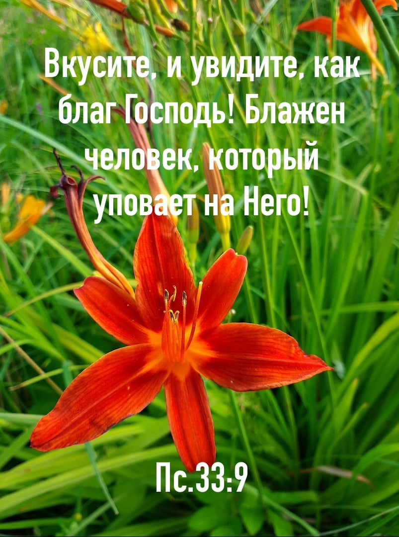_ Вкуситі иувидйте как благ Г оь Блажен елзіо Который упов т на Него Пс339