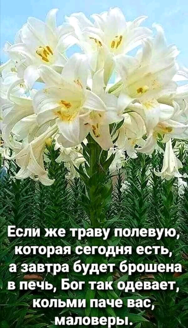 Если же траву полевую Которая сегодня есть а завтра будетброщена в пцёчь Бог так одевЪет копьми паче вес маловерьь