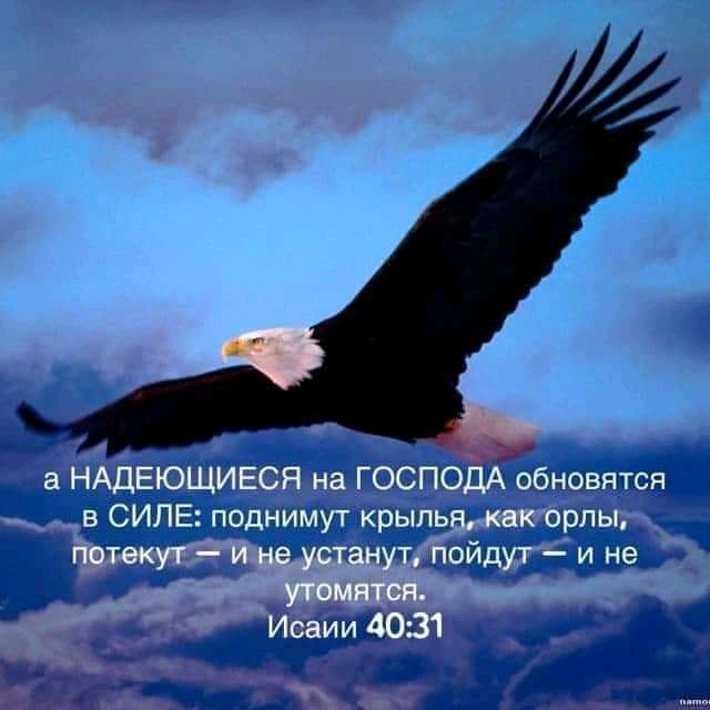 ывіцшыт НИПНИ Ж фхглшъ сшил 41 ддн ШШШ т ших450