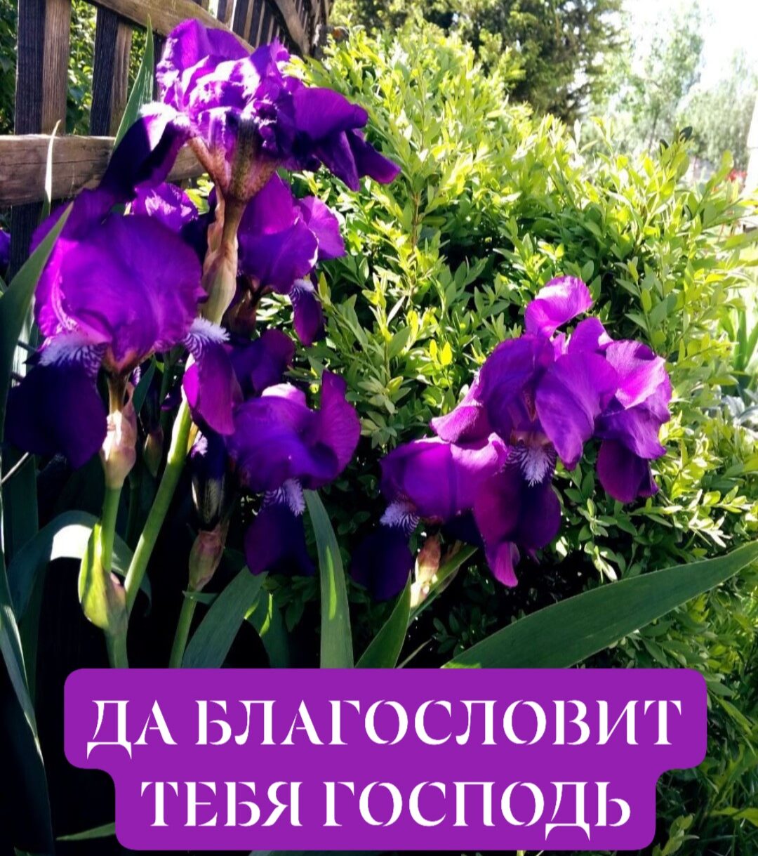ДА БЛАГОСПОВИ Г ГЕБЯ ГОСПОДЬ