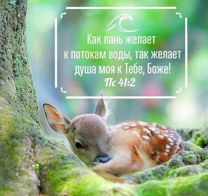 тжепает потокам так желает Жебе Боже
