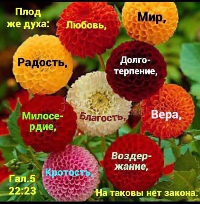 Плод _т ПТ А жедуха Еулюбовь 1ЕЬ долго терпение 3 _ Милосе рдме _ і Воздер 3 жание 551155 2223 ра такрвы нет закона