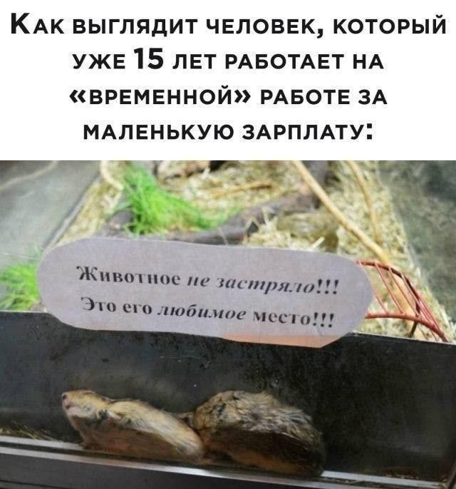 КАк выглядит ЧЕЛОВЕК который УЖЕ 15 ЛЕТ РАБОТАЕТ НА ВРЕМЕнной РАБОТЕ ЗА МАЛЕНЬКУЮ ЗАРПЛАту 1 мм і ч 5 для __ г _ Ц Жив Ряхт Это его любимое мссто