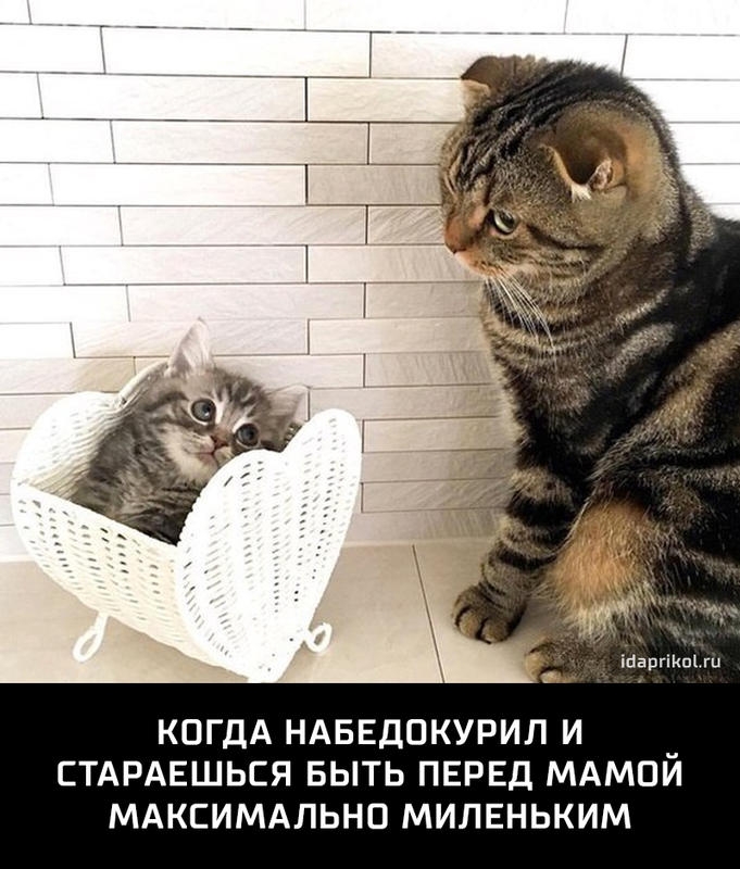 Шаргікщги КОГДА НАБЕДОКУРИЛ И _ СТАРАЕШЬСЯ БЫТЬ ПЕРЕД МАМОИ МАКСИМАЛЬНО МИЛЕНЬКИМ