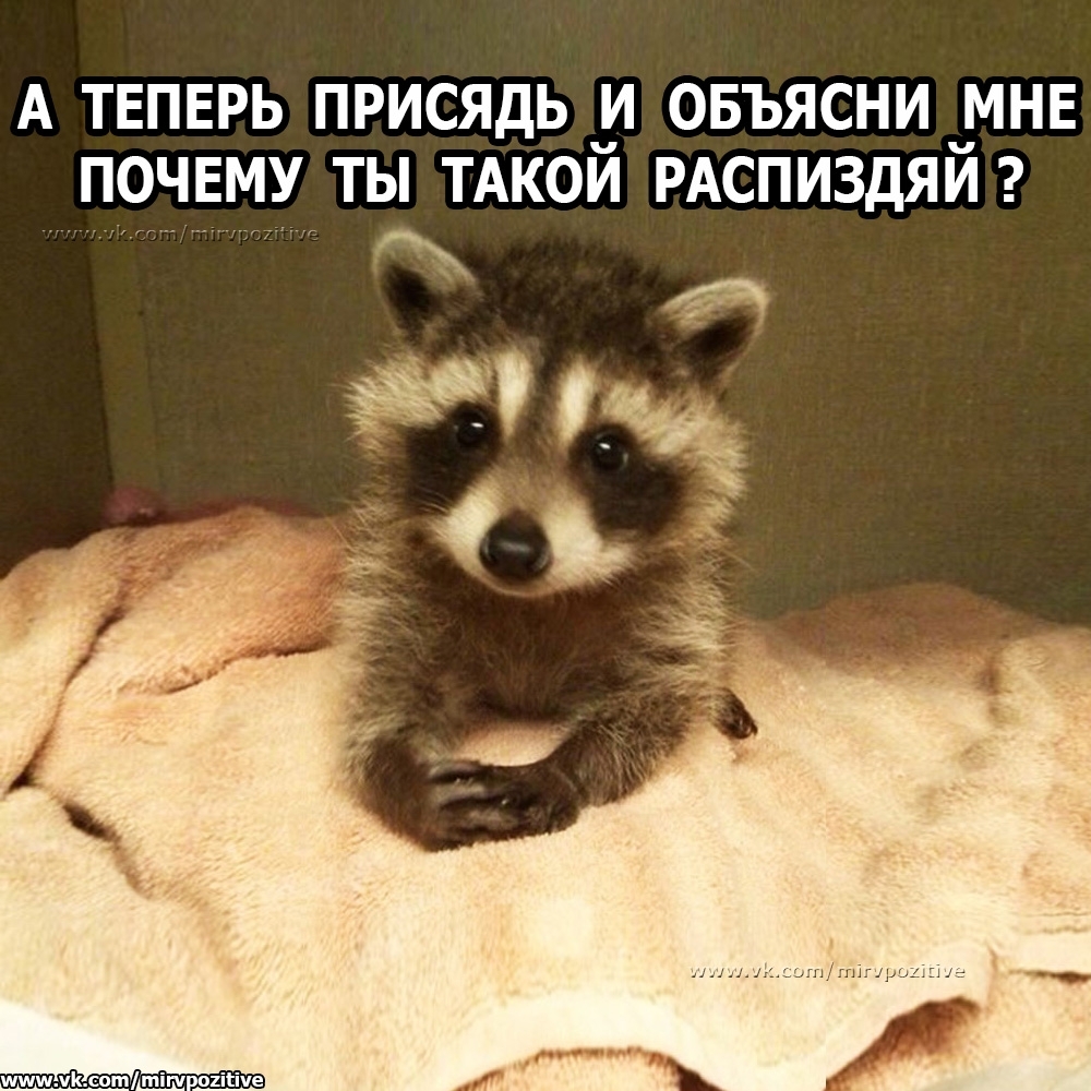 А ТЕПЕРЬ ПРИСЯДЬ 34 ОБЪЯСНИ МНЕ ПОЧЕМУ ТЫ ТАКОИ РАСПИЗДЯИ