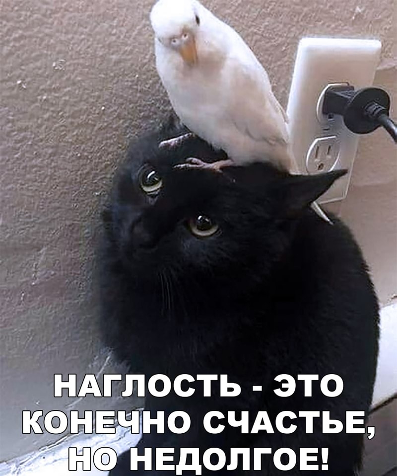 злость это чно счдстьв на нвдолгоы