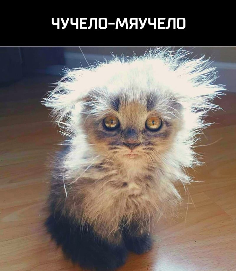 ЧУЧЕЛО МЯУЧЕЛО