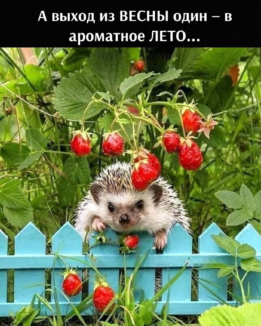 А выход из ВЕСНЫ один в ароматное ЛЕТО _ д