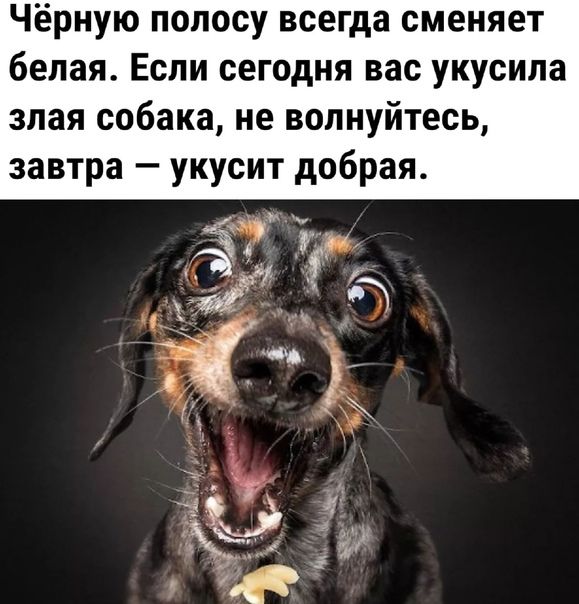 Чёрную полосу всегда сменяет белая Если сегодня вас укусила злая собака не волнуйтесь завтра укусит добрая