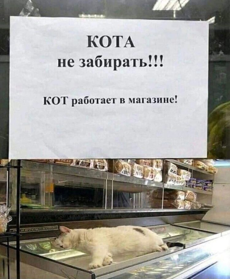 КОТА не забирать КОТ работает в машины