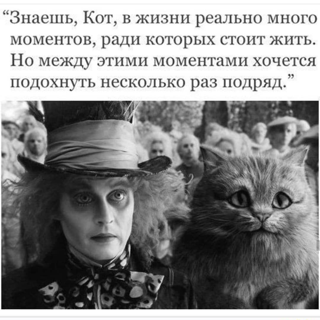 Знаешь КОТ В ЖИЗНИ реально МНОГО МОМСНГОВ РАДИ КОТОРЫХ СТОИТ ЖИТЬ
