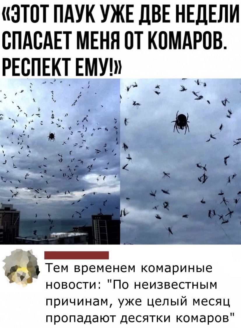 ЭТОТ ПАУК УЖЕ ДВЕ НЕДЕЛИ СПАСАЕТ МЕНЯ ПТ КПМАРОВ РЕСПЕКТ ЕМУ 4х _ Тем временем комариные новости По неизвестным причинам уже целый месяц пропадают десятки комаров