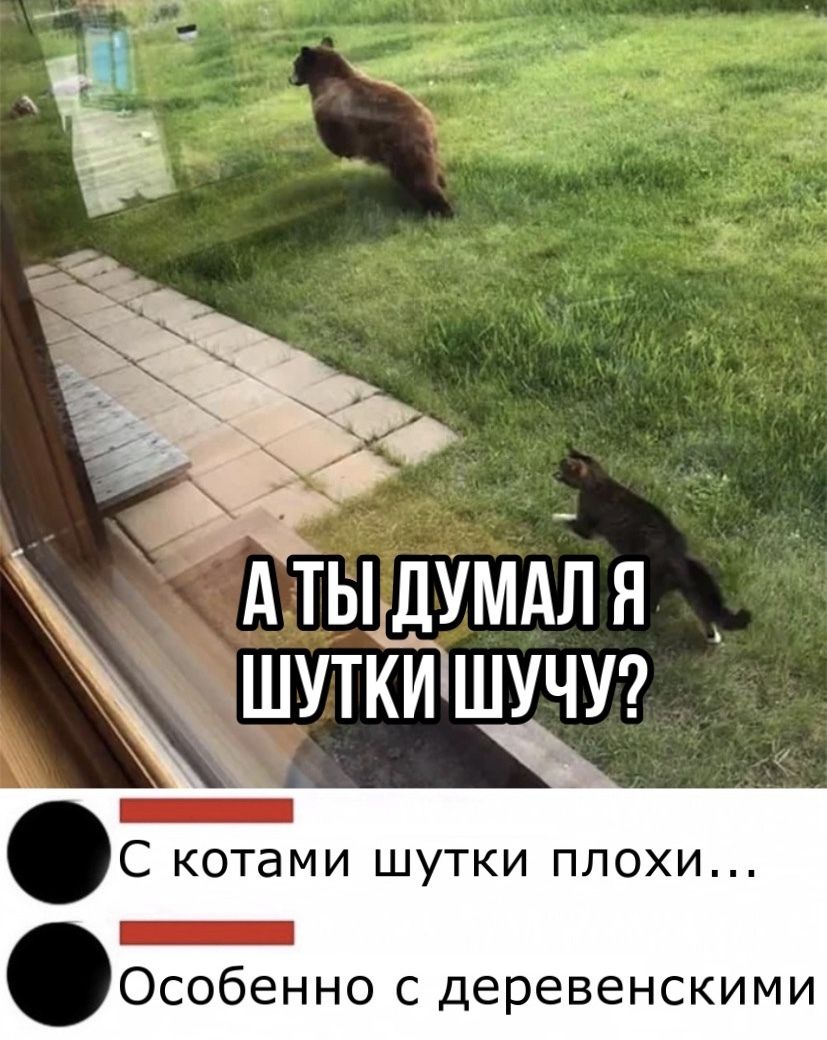 _ А ТЬАДУМАА я шутйітшучусг С котами шутки плохи _ Особенно с деревенскими