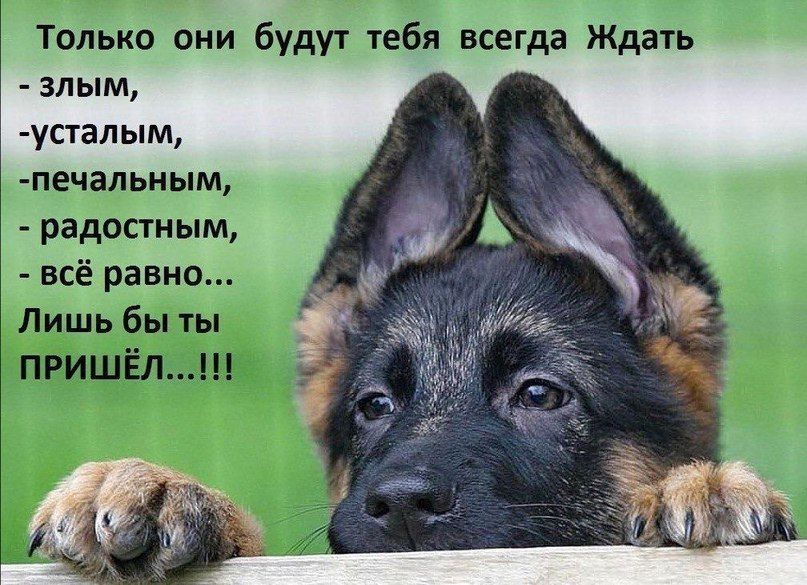 Только они будут тебя всегда Ждать злым усталым печальным радостным всё равно Лишь бы ты пришёл