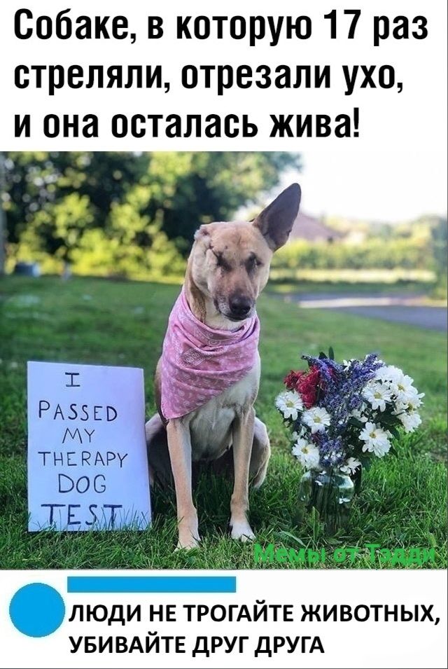 Собаке в которую 17 раз стреляли отрезали ухо и она осталась жива РАЗБЕВ Му ТНЕРАРУ Олюди нв ТРОГАЙТЕ животных увивдйтв друг дРУГА