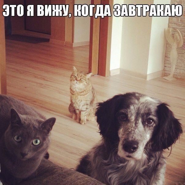 ЗАВТРАНПЮ это и винил а