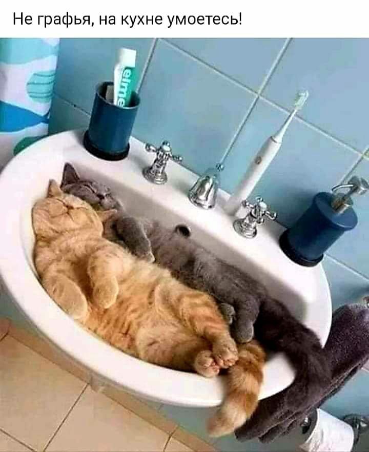 Не графья на кухне умоетесь