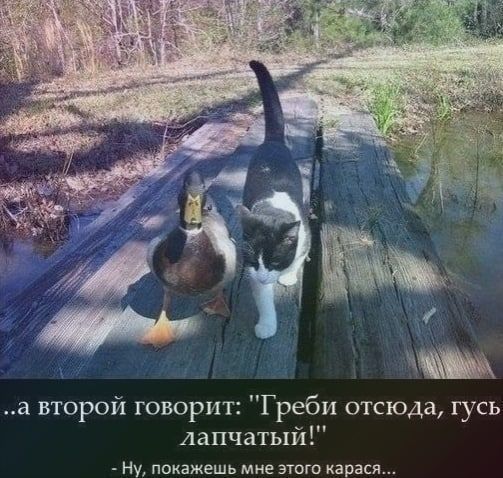 а второй говорит Греби отсюда гусь лапчатый Ну покажешь мне этого карася