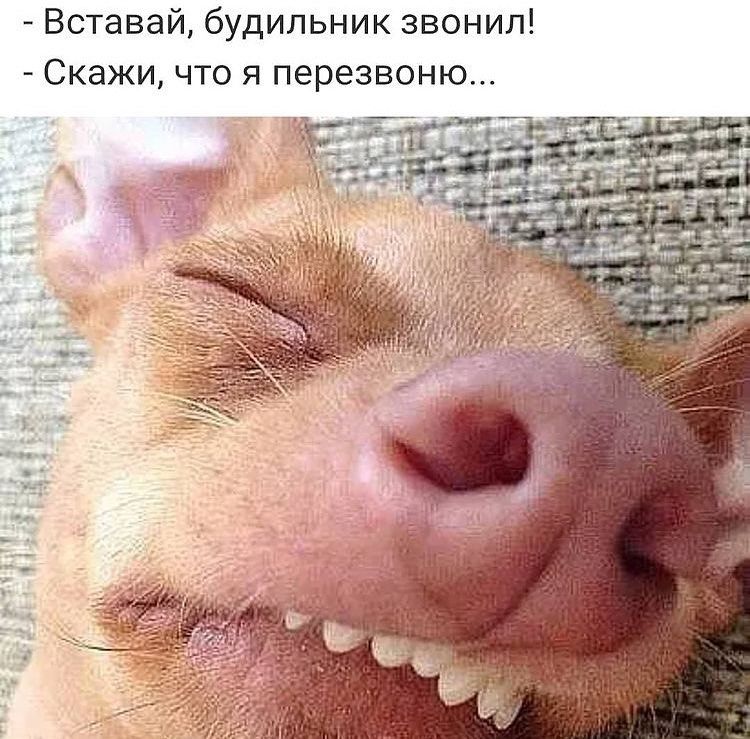Вставай будильник звонил Скажи что я перезвоню
