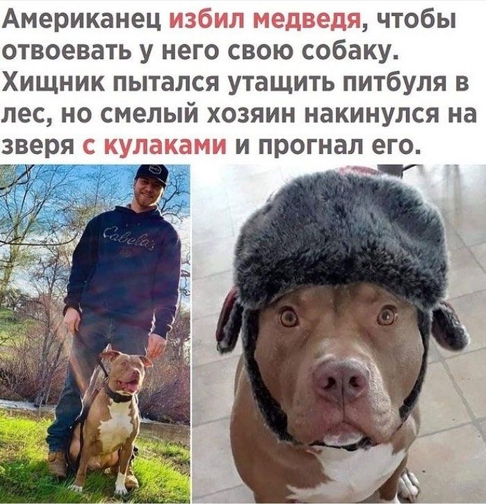 Американец избил медведя чтобы отвоевать у него свою собаку Хищник пытался утащить питбуля в лес но смелый хозяин накинулся на зверя с кулаками и прогнал его