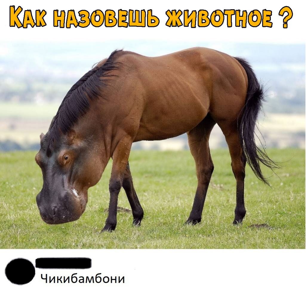 3Ё ЖМШЕЖФЁ Чикибамбони
