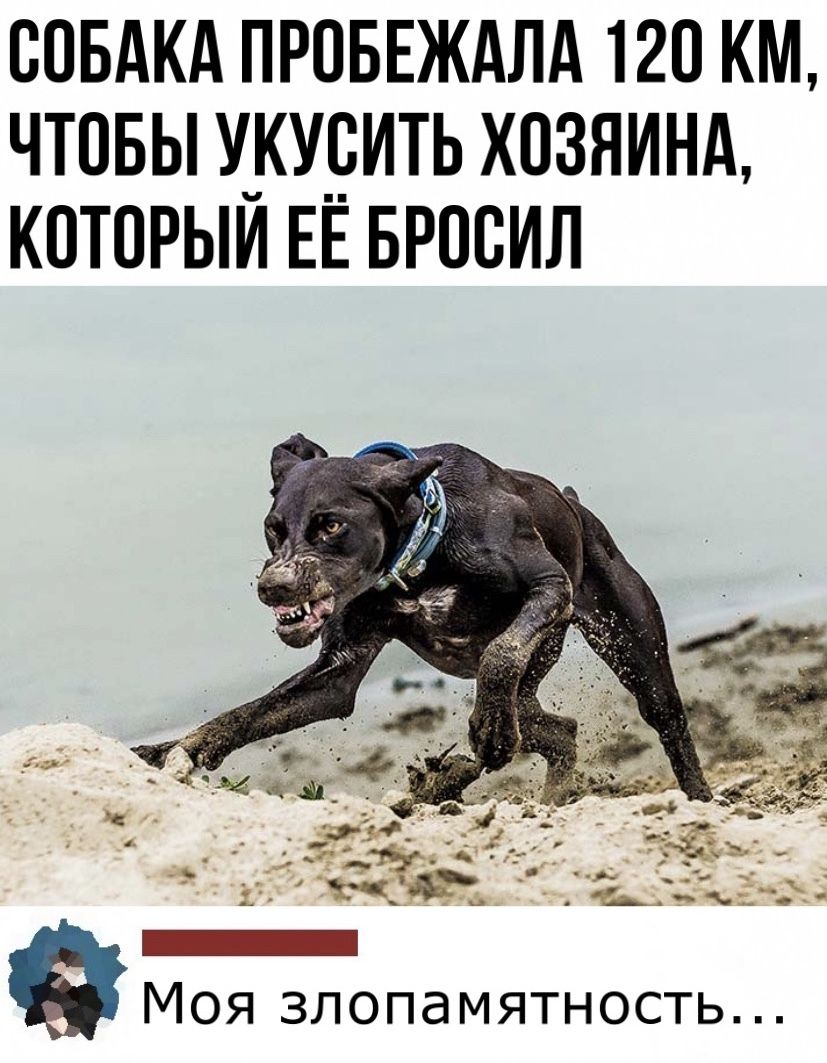 СОБАКА ПРОБЕЖАЛА 120 КМ ЧТОБЫ У_КУ__3ИТЬ ХОЗЯИНА КПТПРЫИ ЕЕ БРОСИЛ _ 1 _ Моя злопамятность