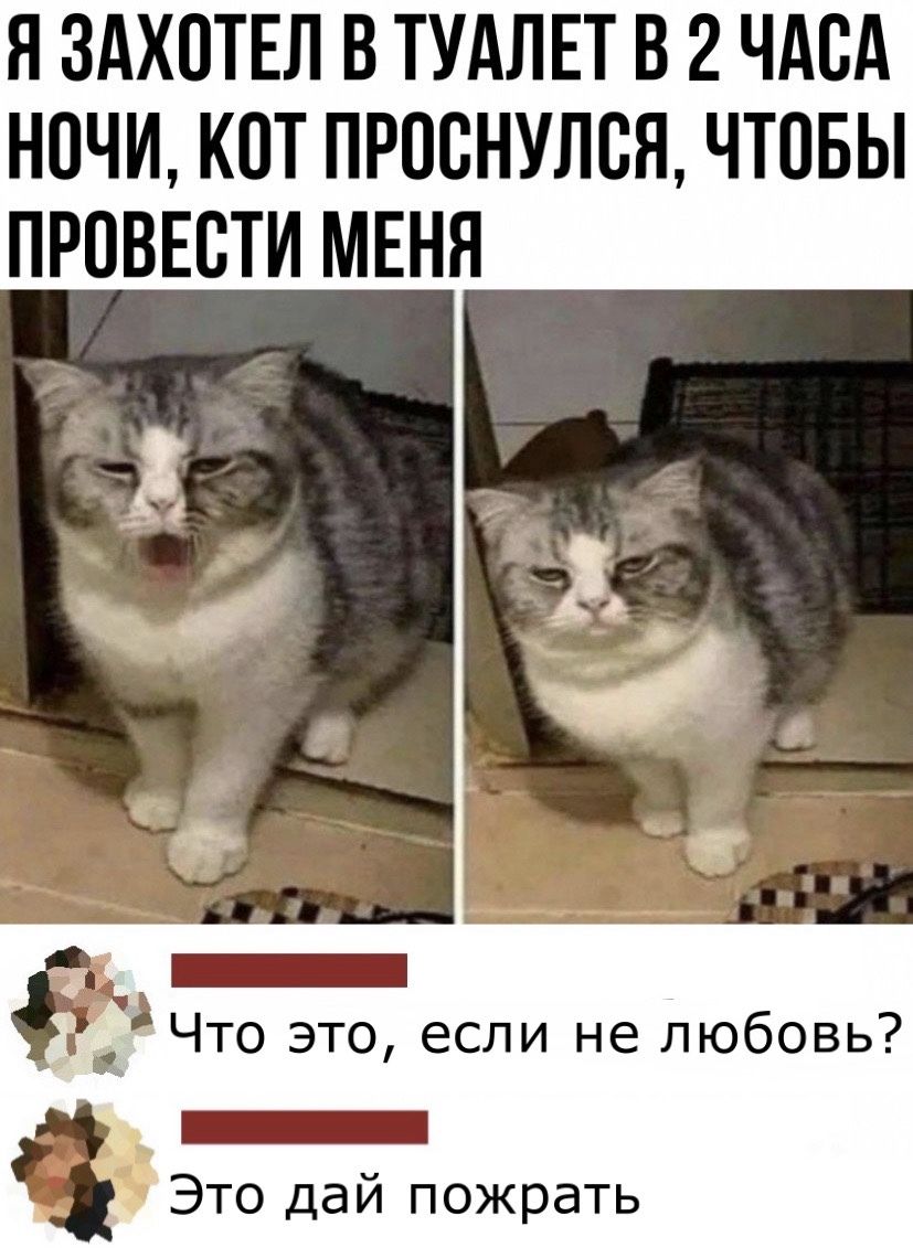 Я ЗАХПТЕЛ В ТУАЛЕТ В 2 ЧАСА НОЧИ КОТ ПРПВНУЛСЯ ЧТОБЫ ПРПВЕСТИ МЕНЯ Что это если не любовь _ Это дай пожрать