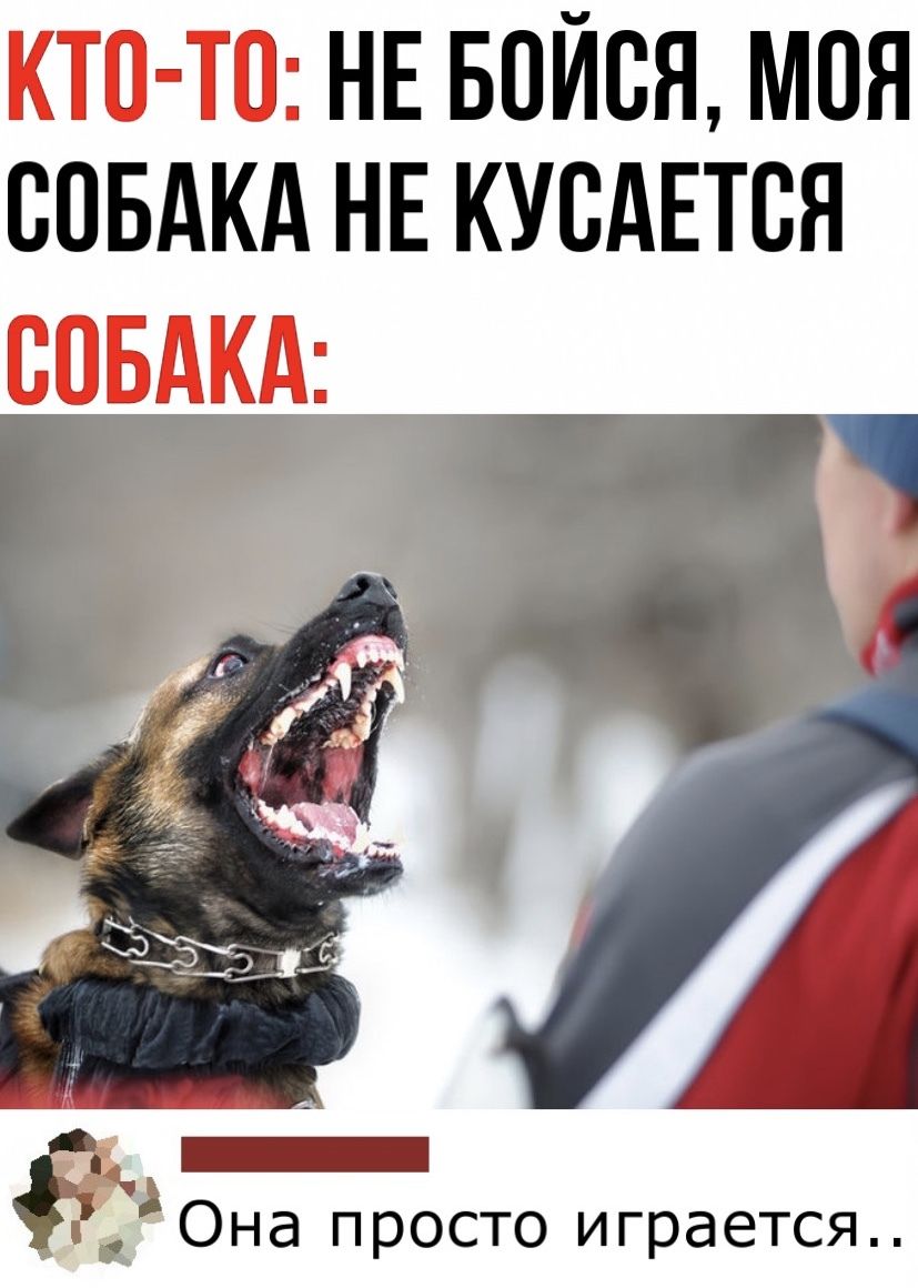 КТП ТО НЕ БОЙВЯ МОЯ СОБАКА НЕ КУБАЕТВЯ ВВБАКА Она просто играется