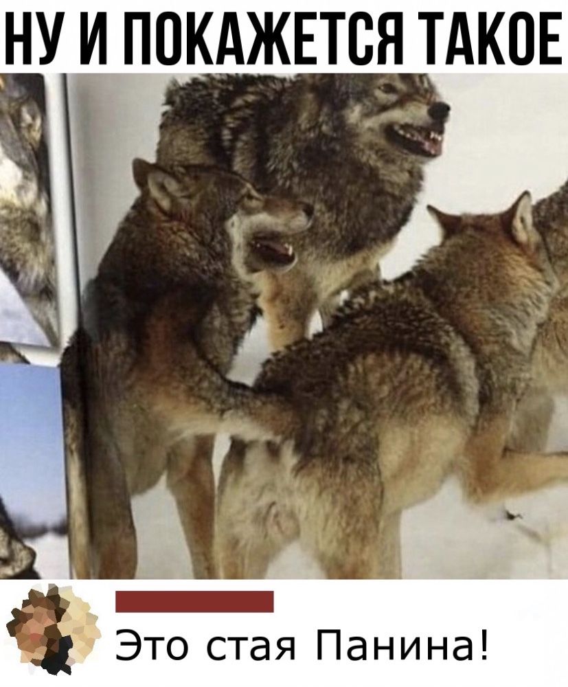 НУ И ПОКАЖЕТВЯ ТАКОЕ Это стая Панина