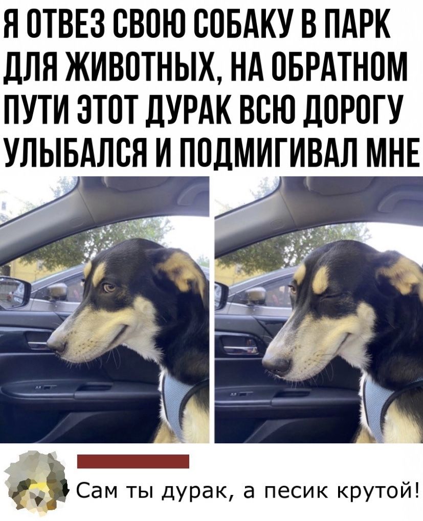 Я ОТВЕЗ ОВОЮ СОБАКУ В ПАРК дЛЯ ЖИВОТНЫХ Нд ОБРАТНОМ ПУТИ ЭТОТ ДУРАК ВОЮ ДОРОГУ УЛЫБАЛОЯ И ПОДМИГИВАЛ МНЕ _ Сам ты дурак а песик крутой
