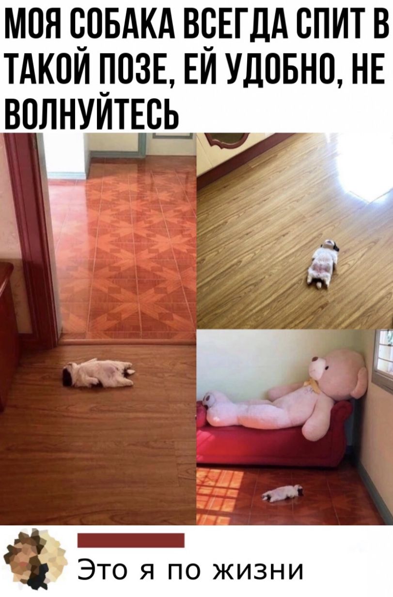 МОЯ СОБАКА ВОЕГДА ОПИТ В ТАКОЙ ПОЗЕ ЕЙ УДОБНО НЕ ВОЛНУЙТЕОЬ ___ _ Это я по жизни