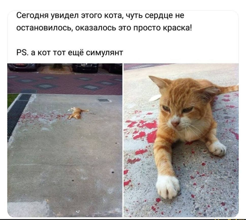 Сегодня увидел этого кота чуть сердце не остановилось оказалось это просто краска РЗ а кот тот ещё симулянт