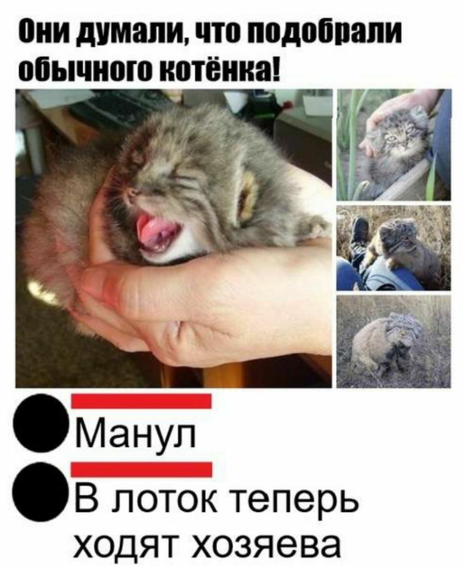 они думали что подоппапи ОЁЫШПШ НПТЁШЮ В лоток теперь ходят хозяева