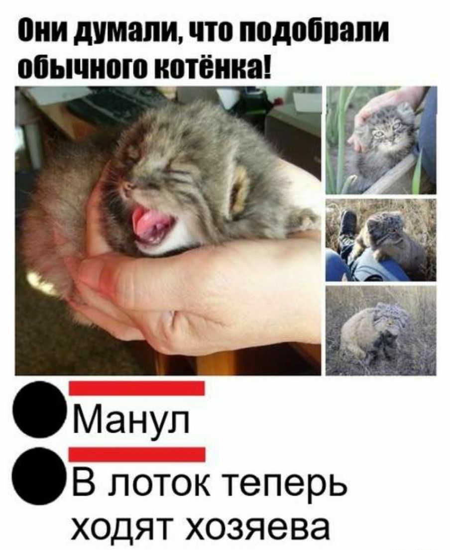 ШШ думали что подобпапи обычного ИВТЁНКЗ В поток теперь ходят хозяева