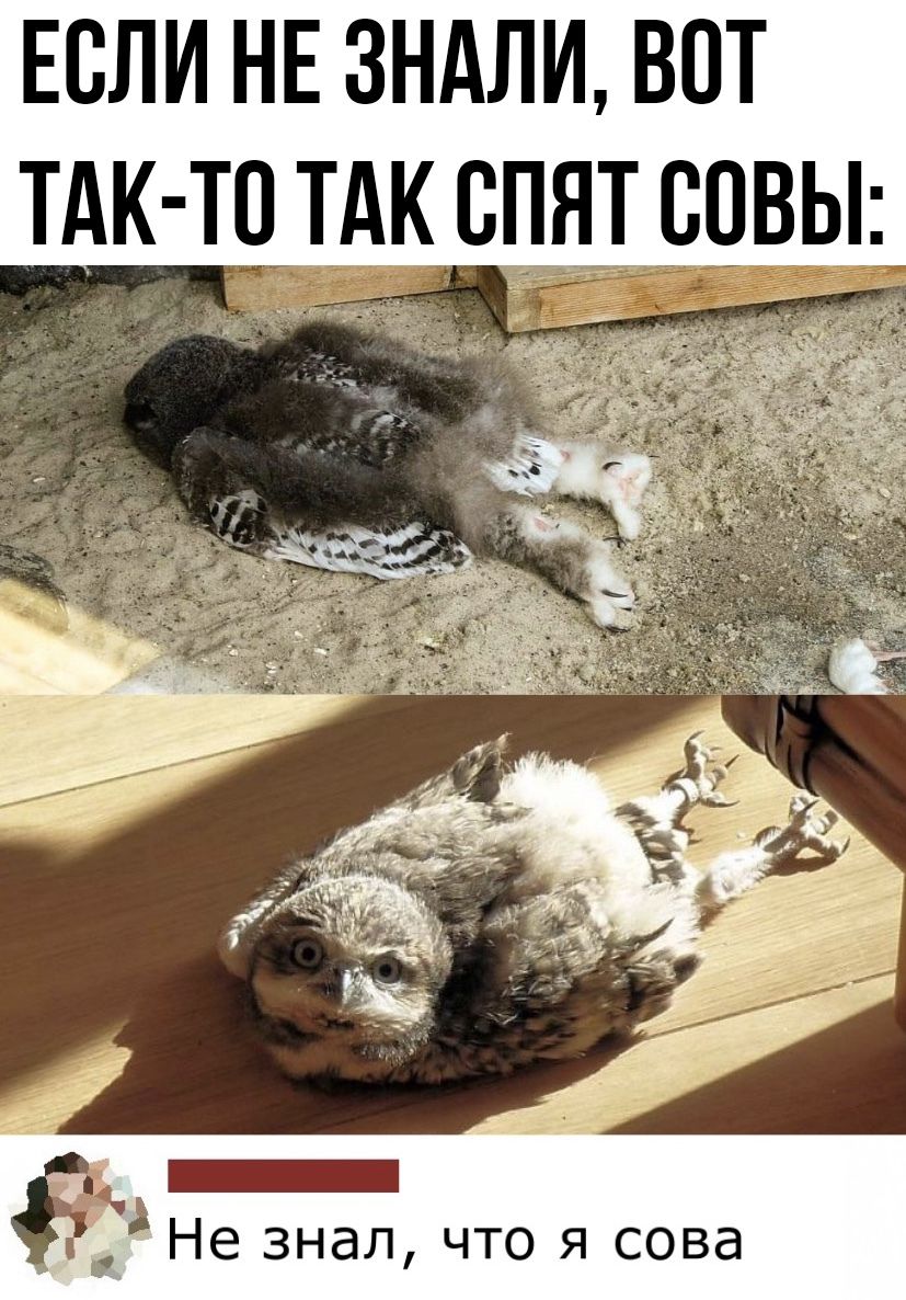Если НЕ зндли вот тк т_тдк спят сцвьп _ Не знал что я сова