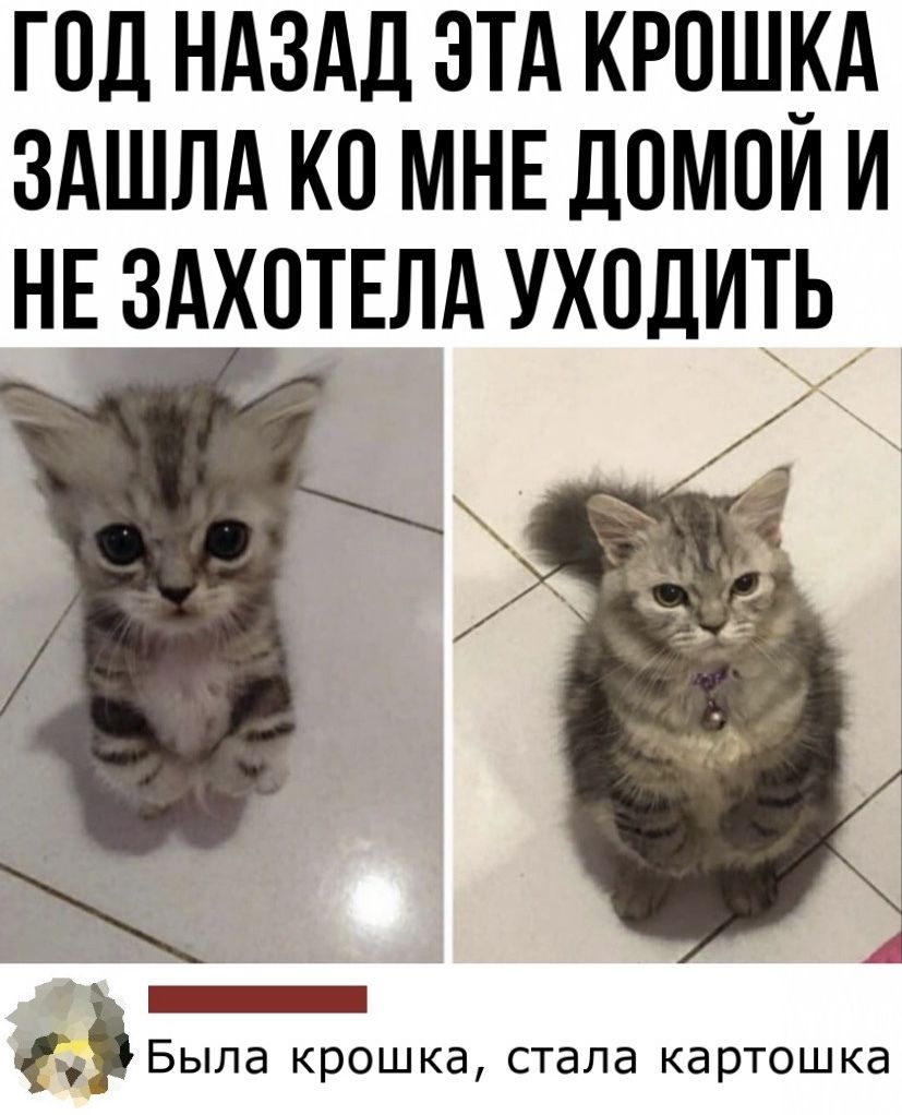 год ндздд зтд крошкд здшлд ко МНЕ помои и нв здхотшд уходить _ Была крошка стала картошка