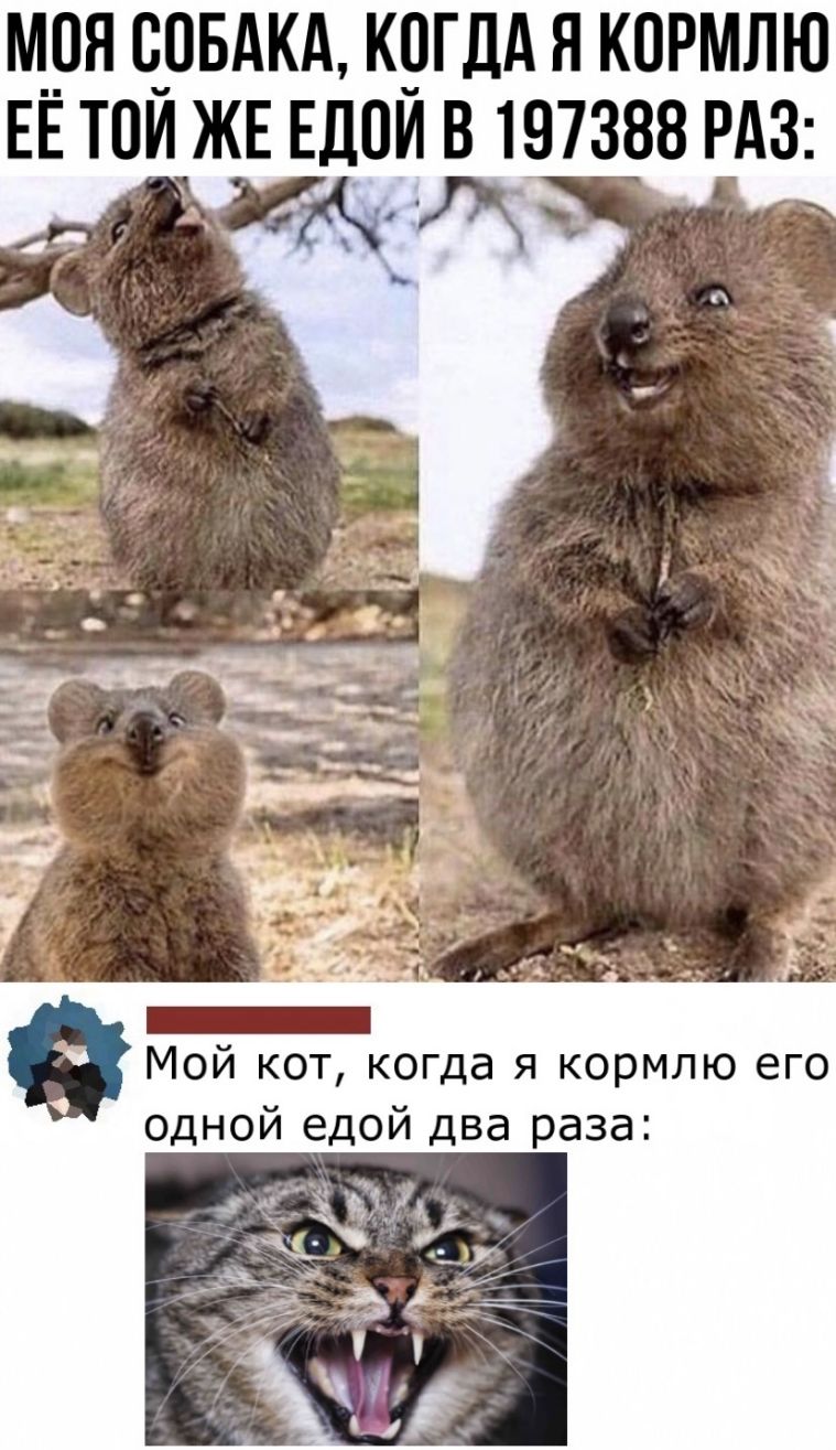 МОЯ СОБАКА КПГДА Я КПРМЛЮ ЕЁ ТПИЖЕ ЕДПИ В 197388 РАЗ
