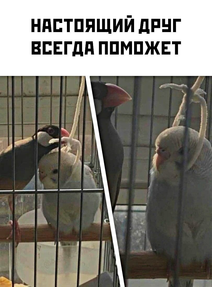 ндптпящий дпнг впвгдд ппмпжвт
