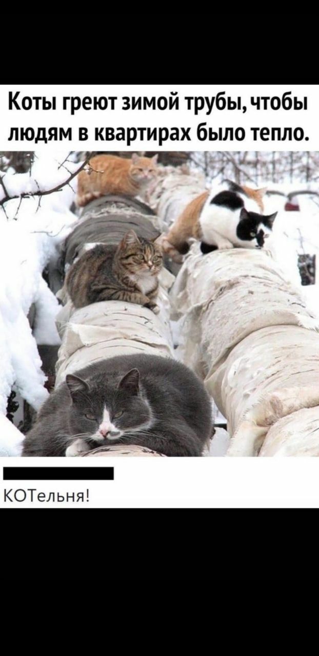 Коты греют зимой трубы чтобы людям в квартирах было тепло КОТельня