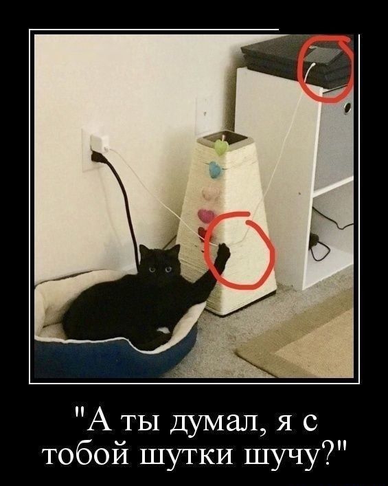 А ты думал я с тобой шутки шучу