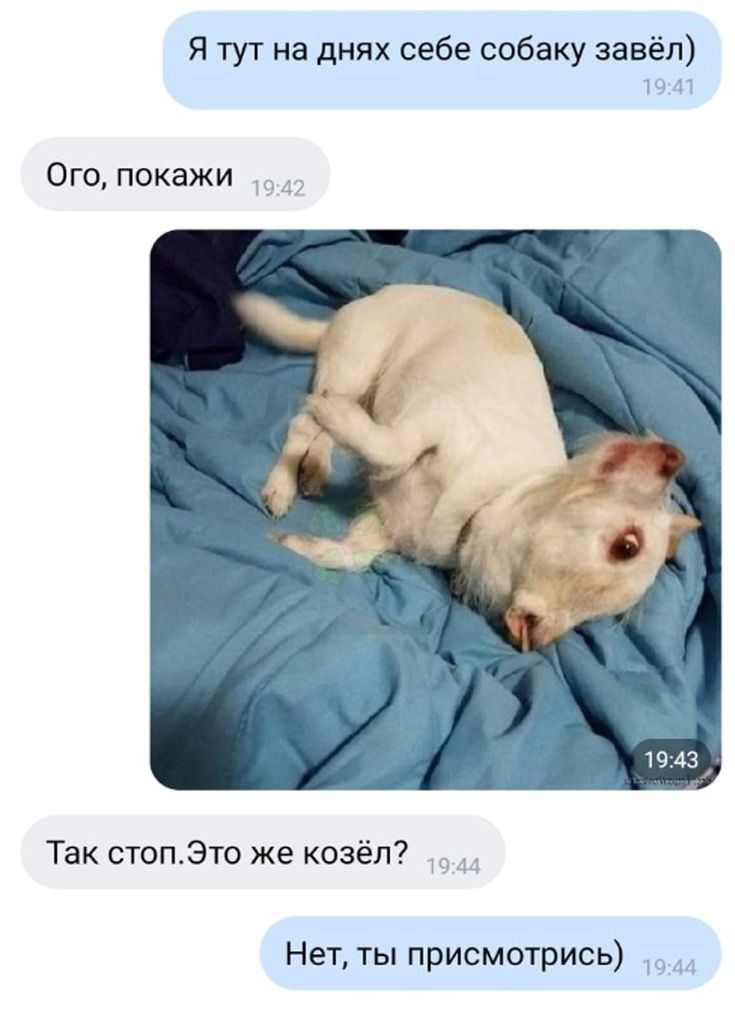 Я тут на днях себе собаку завёл ы д1 Ого покажи Так стопЭто же козёл Нет ты присмотрись