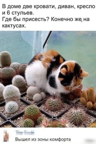 В доме две кровати диван кресло и 6 ступьеа Где бы присесть Конечно же на кактусах Вышел из зоиы комФота