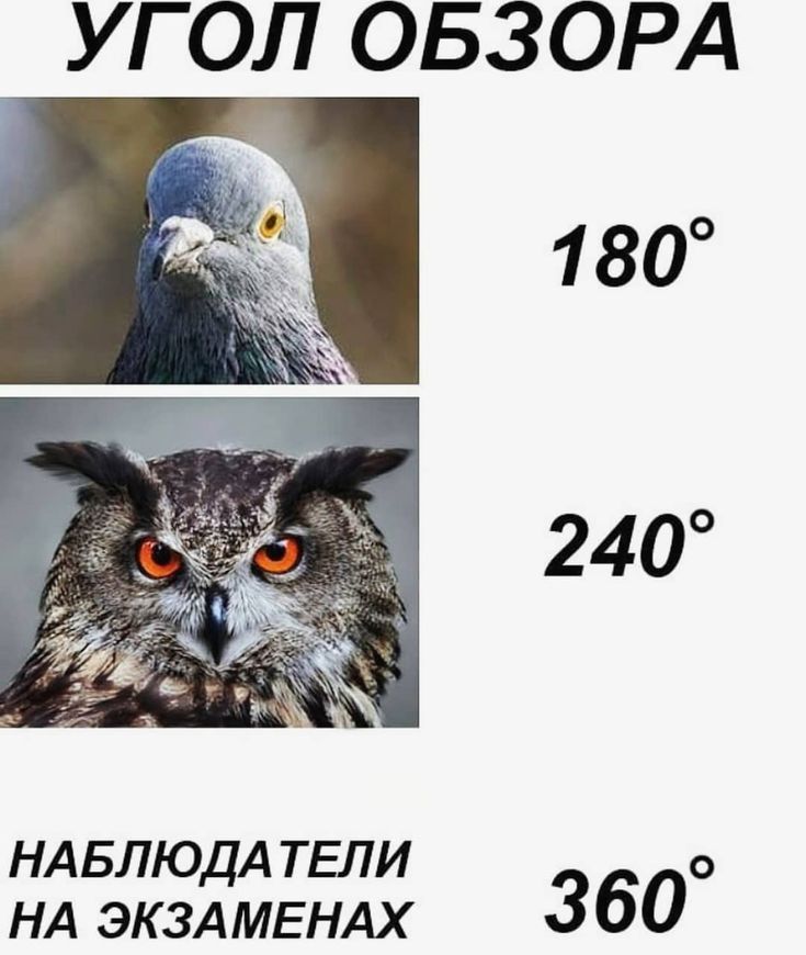УГОЛ ОБЗОРА 180 240 НАБЛЮДА ТЕЛИ о НА ЭКЗАМЕНАХ 360